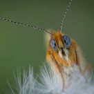 Macro