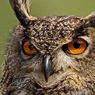 Wildlife Portraits