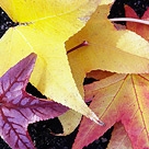 Fall