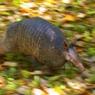 Armadillo