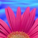 Pink Sunshine