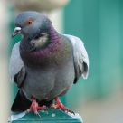 Pigeon of the Neuse