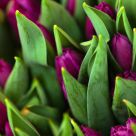 Purple Tulips