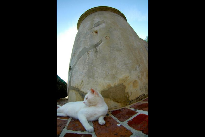 The Guardian of San Cristobal