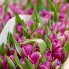Amsterdam Spring
