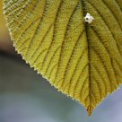 Leaf and Blossom