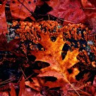 Lichen and Leaves