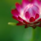 Creamy chrysanthemum