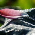 Staring lotus petal