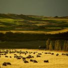 Lovely field at twilight