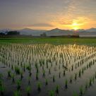 Sunrise on the field