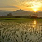 Sunshine in hometown--Mei-Nong