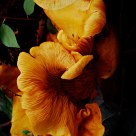 Fungus 1