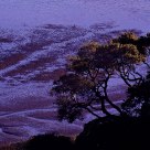 Bolinas Lagoon