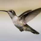 Migration Time