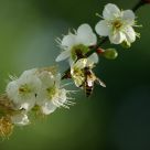 Plum blossom and bee