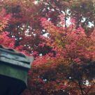 Foggy maple