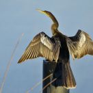 Anhinga