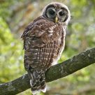 Bard Owl