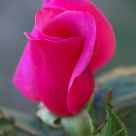 Pink Lady