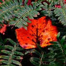 Leaf Amongst Ferns