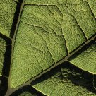 Elephant Ear Leaf