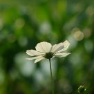 Pure cosmos