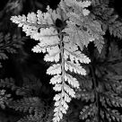 Hare's Foot Fern