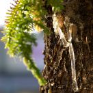 Bleeding Pine