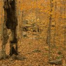 Mis-shapen Soul of Lost Valley