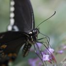 Black Beauty