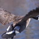 Prepare for Landing