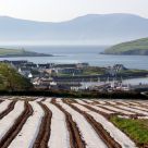 Dingle