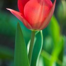 Spring Greeting