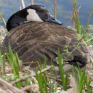 Mother Goose