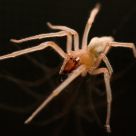 8 Legged Guest