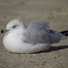 Western Gull