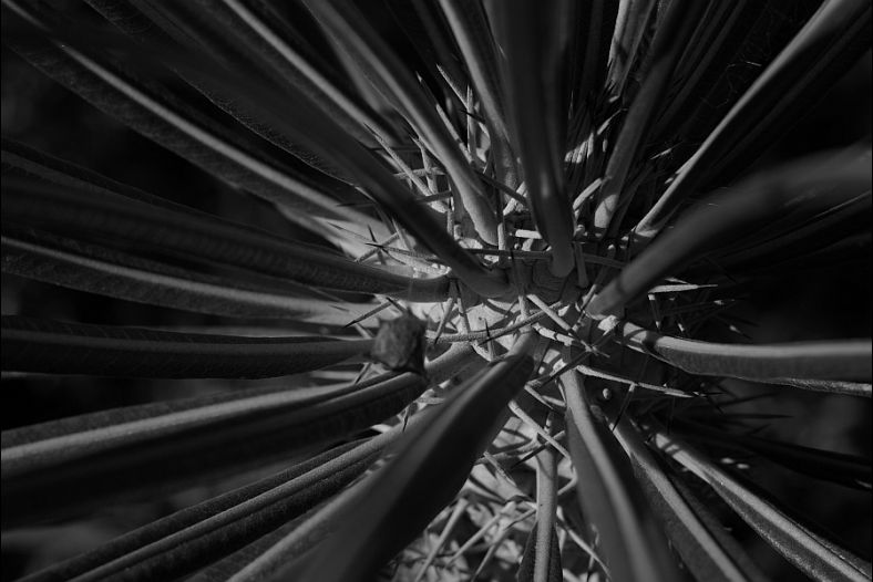 Cactus