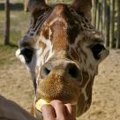 Feeding the Girraffe