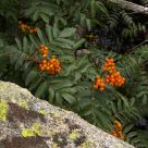 Mountain Berrys