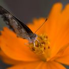 Nature's Best