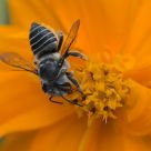 Leafcutter Bee