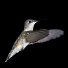 Night Flight