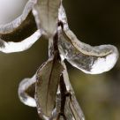 Frost and Ice in Austin?