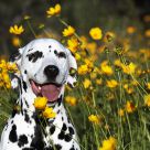 Camouflage