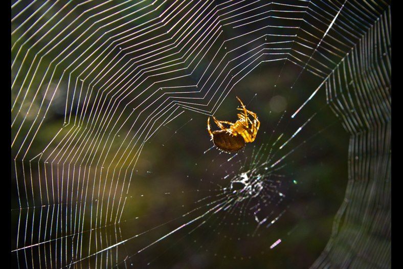Garden Spider