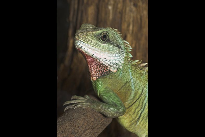 Iguana Posing