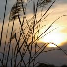 Reed Grass