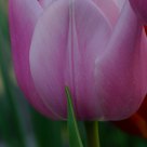 Purple and Green