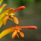 Orange and Green